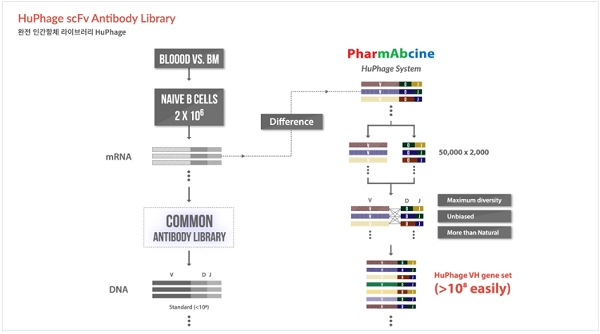 완전 인간항체 라이브러리./출처=파멥신