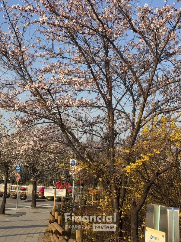 서울 여의도 둔치.