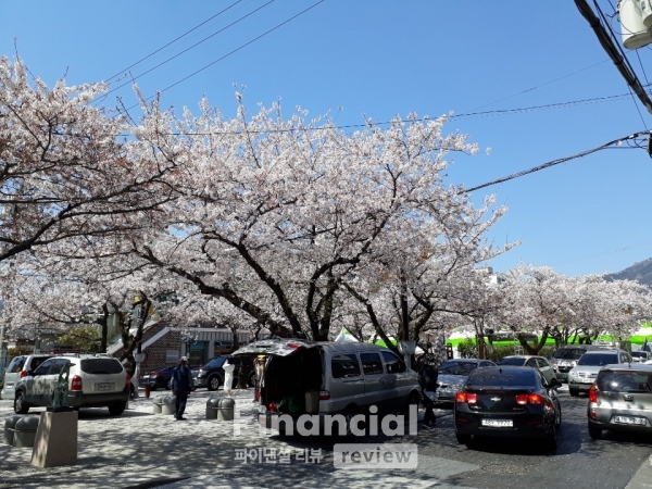 진해 군항제.