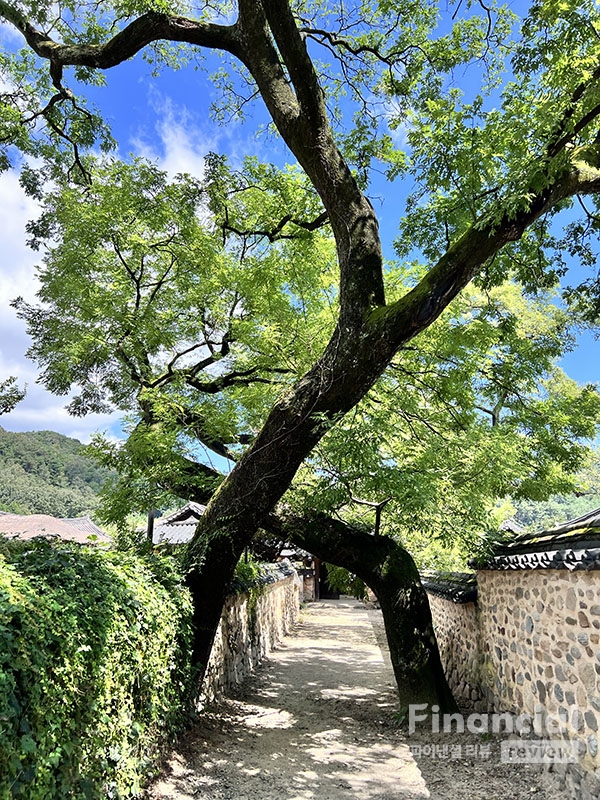 드라마 촬영지 명소인 산청 남사예담촌의 사랑나무.  /사진=조용식 기자